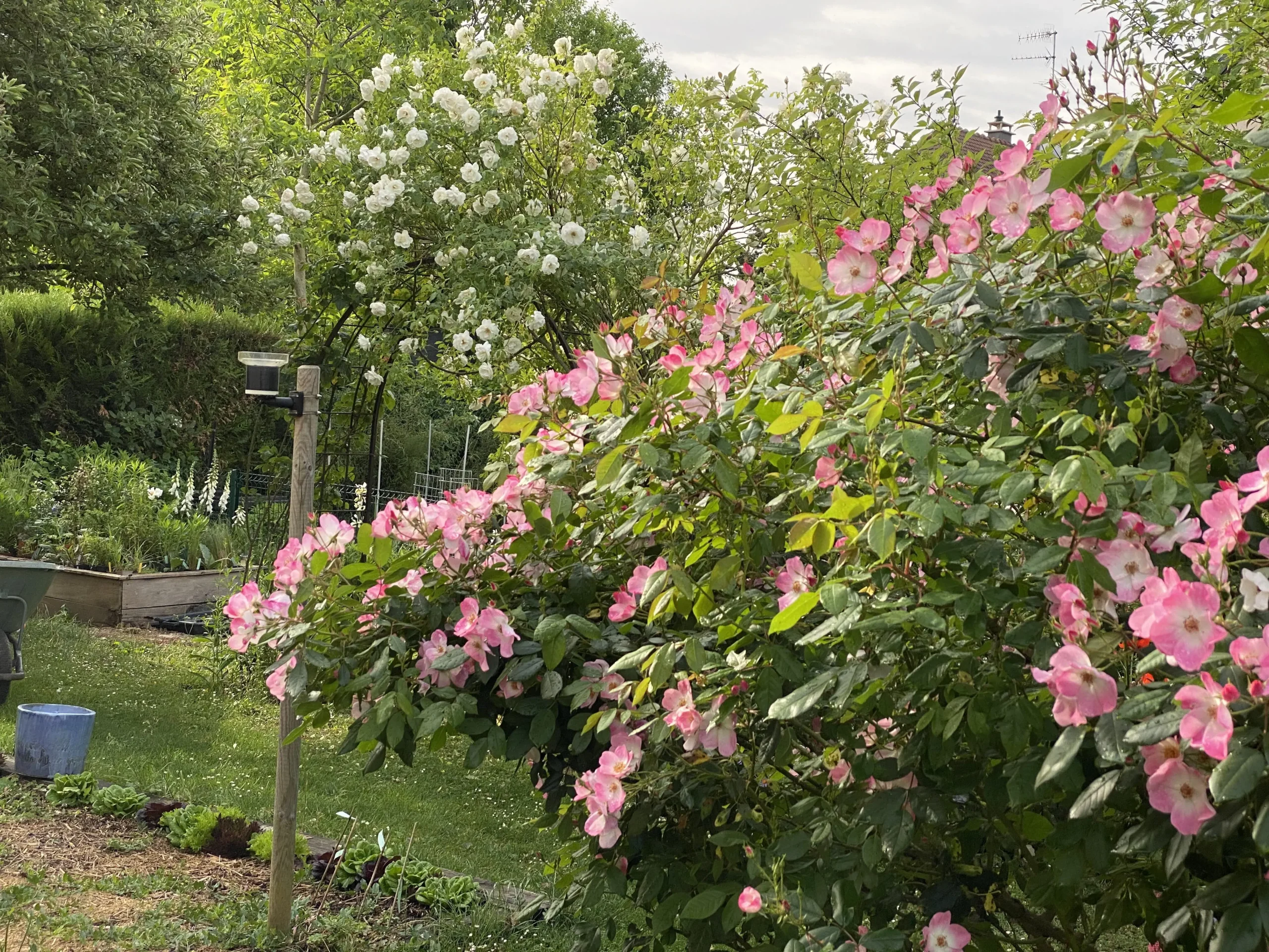 Le Jardin De Sylvie Et Roland À Ittenheim   10