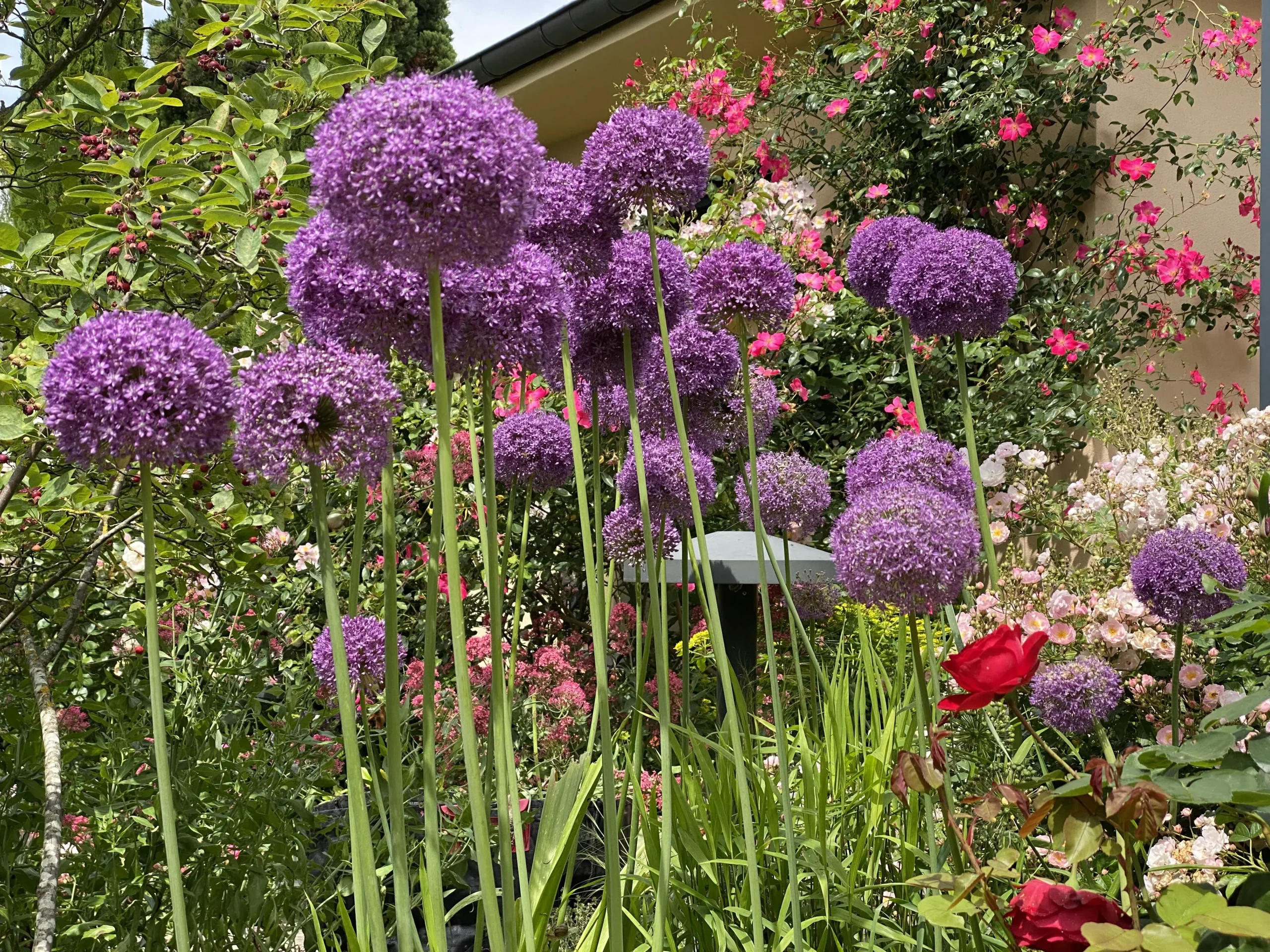 Le Jardin De Sylvie Et Roland À Ittenheim   7
